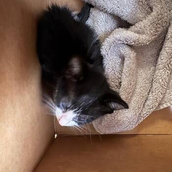 Domestic Short Hair Cats Available for Adoption in Columbus, Georgia - 05/11/2026-Stray-WarmSpringsRoad | PetCurious