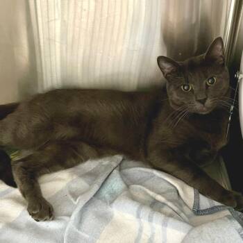 Stark -  Domestic Short Hair Cat for Adoption in Cumming, Georgia - Stark | PetCurious