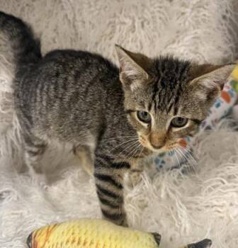 Romeo -  Domestic Short Hair Cat for Adoption in Conway, South Carolina - Romeo | PetCurious