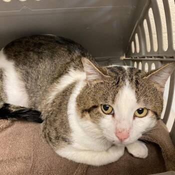 David -  Domestic Short Hair Cat for Adoption in Memphis, Tennessee - David | PetCurious