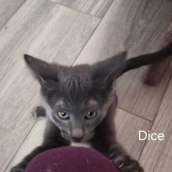Dice -  Domestic Short Hair Cat for Adoption in Las Vegas, Nevada - Dice | PetCurious
