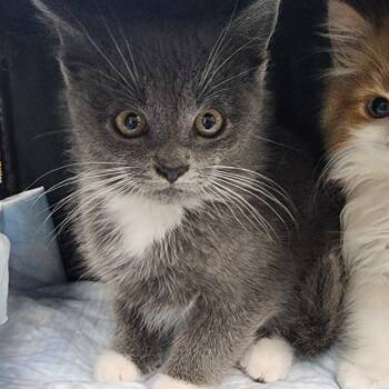 Rescue Domestic Short Hair Cats for Adoption in Toledo, Ohio - Spatz | PetCurious