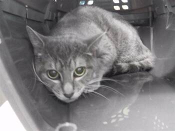 Domestic Short Hair Cats Available for Adoption - CHRISTINA ANN MARIE | PetCurious