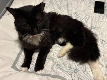 EVANDER -  Domestic Medium Hair Cat for Adoption in Derwood, Maryland - EVANDER | PetCurious