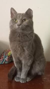 Tundra -  Domestic Short Hair and Russian Blue Cat for Adoption in Cookeville, Tennessee - Tundra | PetCurious