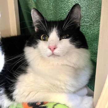 Kickball Change -  Domestic Short Hair Cat for Adoption in Walnut Creek, California - Kickball Change | PetCurious