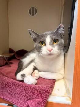 Cypress -  Domestic Short Hair Cat for Adoption in Fairfax, Virginia - Cypress | PetCurious
