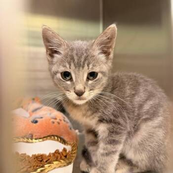 LIBERTY -  Domestic Short Hair Cat for Adoption in Tustin, California - LIBERTY | PetCurious