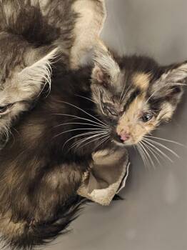 PRADA -  Domestic Long Hair Cat for Adoption in Clyde, North Carolina - PRADA | PetCurious