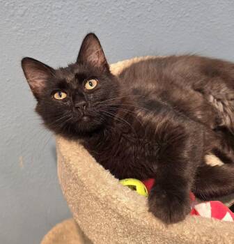 Jessie -  Domestic Medium Hair Cat for Adoption in Vancouver, Washington - Jessie | PetCurious