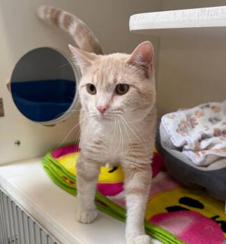 Domestic Medium Hair Cats Available for Adoption in Columbia, Illinois - Toby | PetCurious