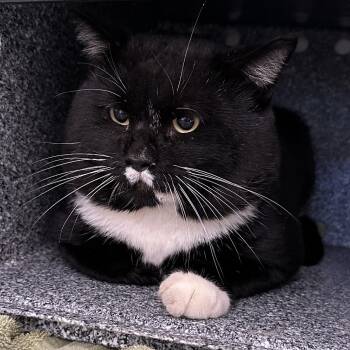 Rescue Domestic Short Hair Cats for Adoption in Auburn, Alabama - Horton | PetCurious