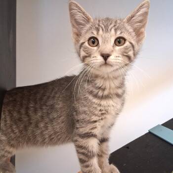 Heather -  Domestic Short Hair Cat for Adoption in Belmont, New York - Heather | PetCurious