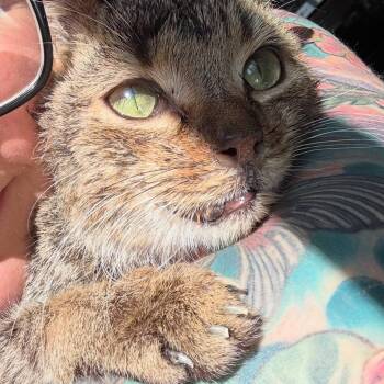 Domestic Short Hair Cats Available for Adoption - Timothy | PetCurious