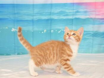 FRITTER -  Domestic Short Hair Cat Available for Adoption in Oroville, California - FRITTER | PetCurious