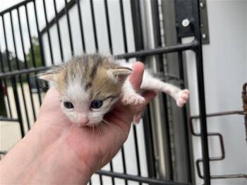 Domestic Short Hair Cats Available for Adoption in Houston, Texas - A655569 | PetCurious