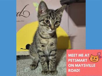 BASIL -  Domestic Short Hair Cat for Adoption in Fort Wayne, Indiana - BASIL | PetCurious