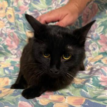 Nymeria -  Domestic Short Hair Cat for Adoption in Midland, Texas - Nymeria | PetCurious