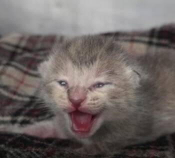 Sumac -  Domestic Short Hair Cat for Adoption in Marshall, North Carolina - Sumac | PetCurious