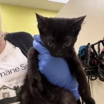 Aladdin -  Domestic Short Hair Cat for Adoption in Lynchburg, Virginia - Aladdin | PetCurious