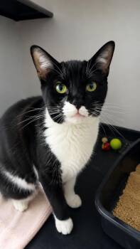 Cherry Blossom -  Domestic Short Hair Cat for Adoption in Salisbury, Massachusetts - Cherry Blossom | PetCurious