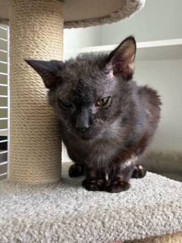 Legend -  Domestic Short Hair Cat for Adoption in Elmsford, New York - Legend | PetCurious