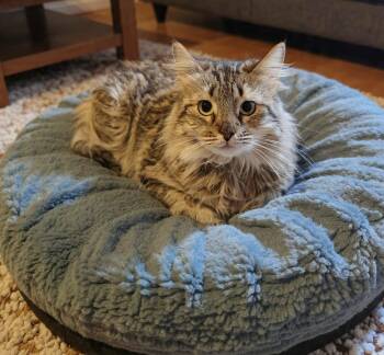 Maine Coon and Domestic Long Hair Cats Available for Adoption - Mini | PetCurious