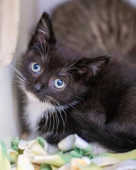 Elowen -  Domestic Short Hair Cat for Adoption in Pequot Lakes, Minnesota - Elowen | PetCurious