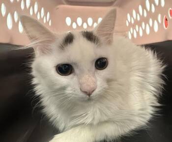 Deetz -  Domestic Long Hair Cat for Adoption - Deetz | PetCurious