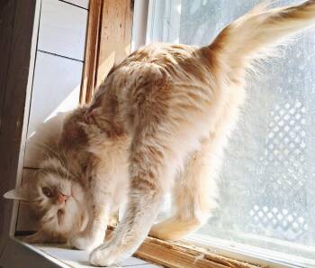 Domestic Medium Hair Cats Available for Adoption in Montreal, Quebec - Marlyn | PetCurious