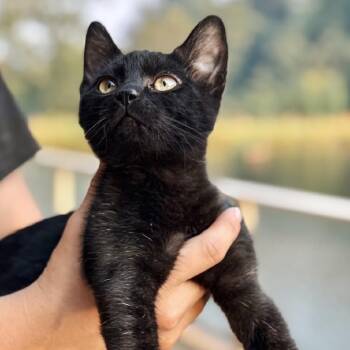 Thistle -  Domestic Short Hair Cat for Adoption in Golden, Colorado - Thistle | PetCurious