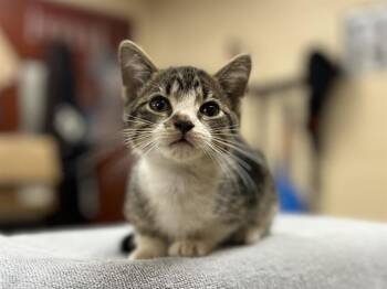 CRISPY -  Domestic Short Hair Cat for Adoption in Aliquippa, Pennsylvania - CRISPY | PetCurious