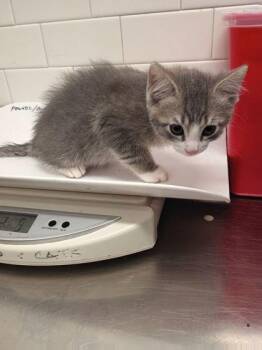 Gia -  Domestic Short Hair Cat for Adoption in Atlanta, Georgia - Gia | PetCurious