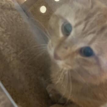 71175 -  Domestic Short Hair Cat Available for Adoption in Harrisonburg, Virginia - 71175 | PetCurious
