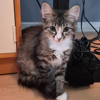 Mabel (bonded with Nicholas) -  Domestic Short Hair Cat for Adoption in Pickering, Ontario - Mabel (bonded With Nicholas) | PetCurious