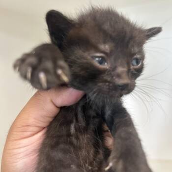 American Shorthair Cats Available for Adoption in Portland, Texas - TXAC-Stray-19778_2_3_4 | PetCurious