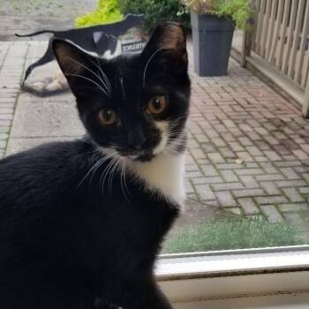 Count Chocula -  Tuxedo and Domestic Short Hair Cat for Adoption in Montour Falls, New York - Count Chocula | PetCurious
