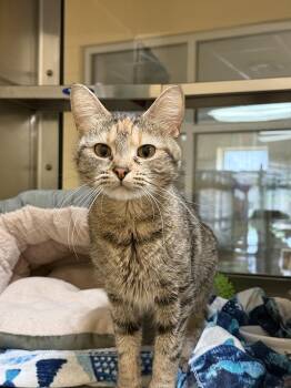 Domestic Short Hair Cats Available for Adoption in Reading, Vermont - Honeycomb | PetCurious