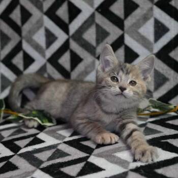 Domestic Short Hair Cats Available for Adoption in Wheaton, Illinois - Solara | PetCurious