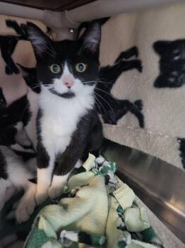 Rescue Domestic Short Hair Cats for Adoption in Brookings, South Dakota - Ines | PetCurious