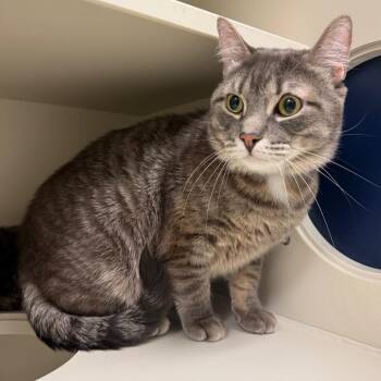 Stormy -  Domestic Short Hair Cat for Adoption in Fairport, New York - Stormy | PetCurious