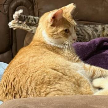 Domestic Short Hair Cats Available for Adoption - Cecilia | PetCurious