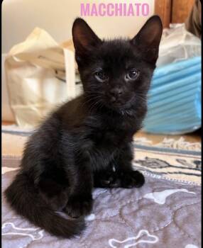 American Shorthair Cats Available for Adoption - Macchiato Reilly | PetCurious