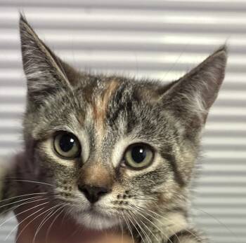 Rescue Tortoiseshell Cats for Adoption in Vienna, Ontario - Twix | PetCurious