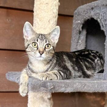 Goku -  Tabby and Domestic Short Hair Cat for Adoption in Knoxville, Tennessee - Goku | PetCurious