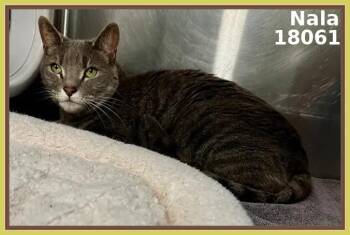 Domestic Short Hair and Tabby Cats Available for Adoption - NALA | PetCurious