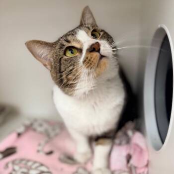 Mimi -  Domestic Short Hair Cat for Adoption in Champaign, Illinois - Mimi | PetCurious