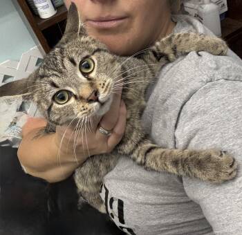 Rescue Domestic Short Hair Cats for Adoption in West Mifflin, Pennsylvania - Sabrina | PetCurious