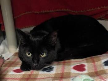 Domestic Short Hair Cats Available for Adoption - PICKLE CHIP | PetCurious