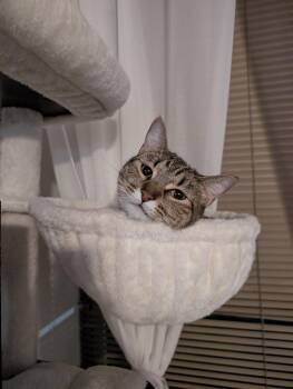 Bowie -  Domestic Short Hair Cat for Adoption in Houston, Texas - Bowie | PetCurious
